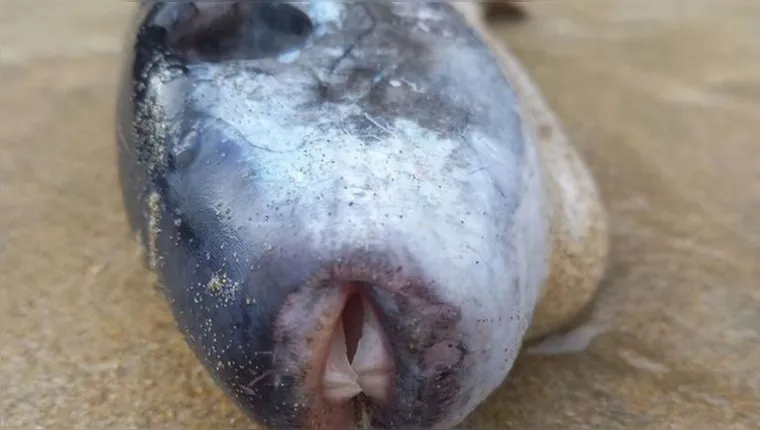Imagem ilustrativa da notícia Pesquisador acha peixe com veneno capaz de matar 30 pessoas