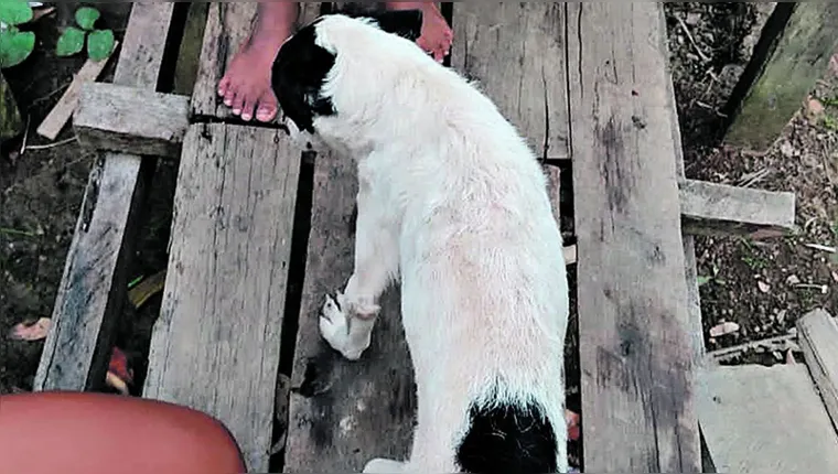Imagem ilustrativa da notícia Homem é preso após balear cachorro de vizinha no
Pará