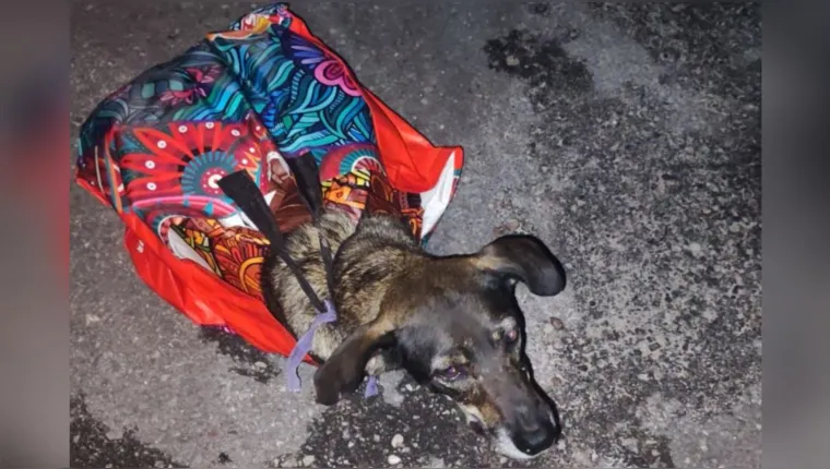 Imagem ilustrativa da notícia Vídeo: crimes contra animais são registrados na Grande Belém