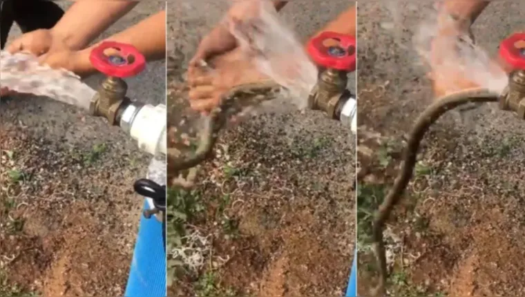 Imagem ilustrativa da notícia Vídeo: cobra sai de torneira durante inauguração de poço