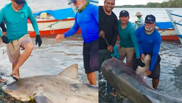 Imagem ilustrativa da notícia Tubarão preso em rede de pesca é capturado em Salinas