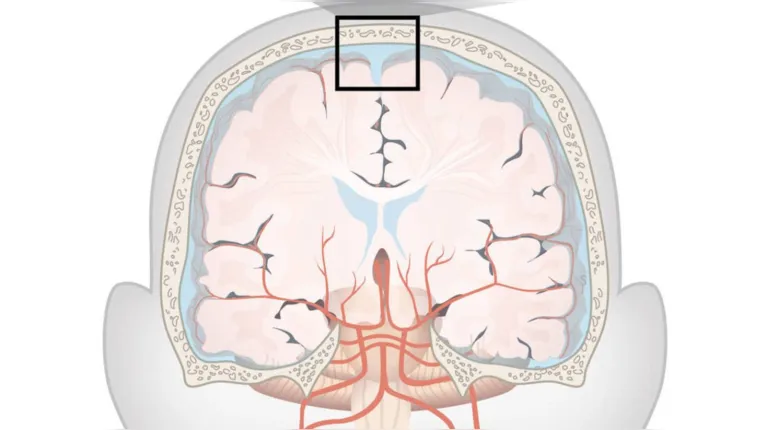 Imagem ilustrativa da notícia Pesquisadores descobrem nova estrutura no cérebro. Veja!