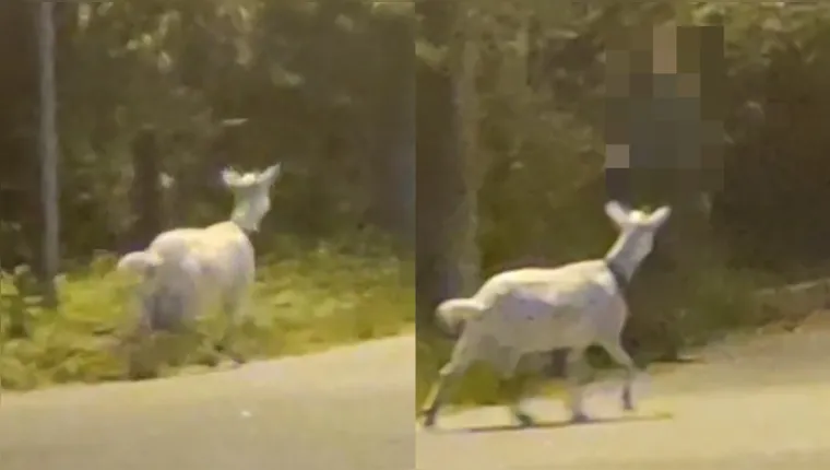 Imagem ilustrativa da notícia Vídeo: câmera flagra fantasma surgindo ao lado de cabra