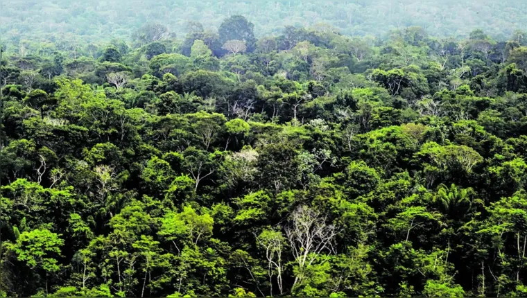 Imagem ilustrativa da notícia Jader incluiu Amazônia em crédito do mercado de carbono