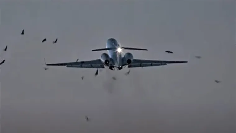 Imagem ilustrativa da notícia Vídeo mostra avião colidindo com urubus durante voo