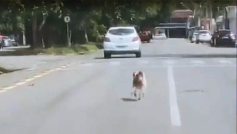 Imagem ilustrativa da notícia Vídeo: cão abandonado corre atrás do carro do dono em Belém