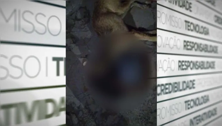 Imagem ilustrativa da notícia Cachorro violentado sexualmente morre após resgate no Pará