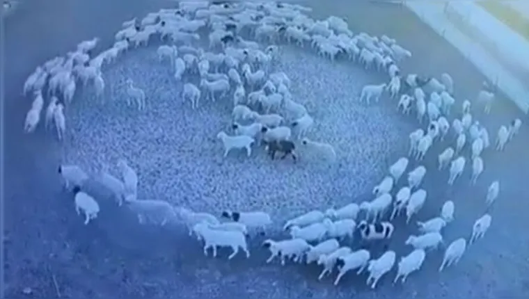 Imagem ilustrativa da notícia Mistério: ovelhas andam em círculos em fazenda na China