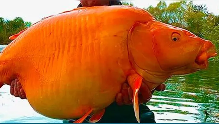 Imagem ilustrativa da notícia Pescador captura maior peixe dourado do mundo na França