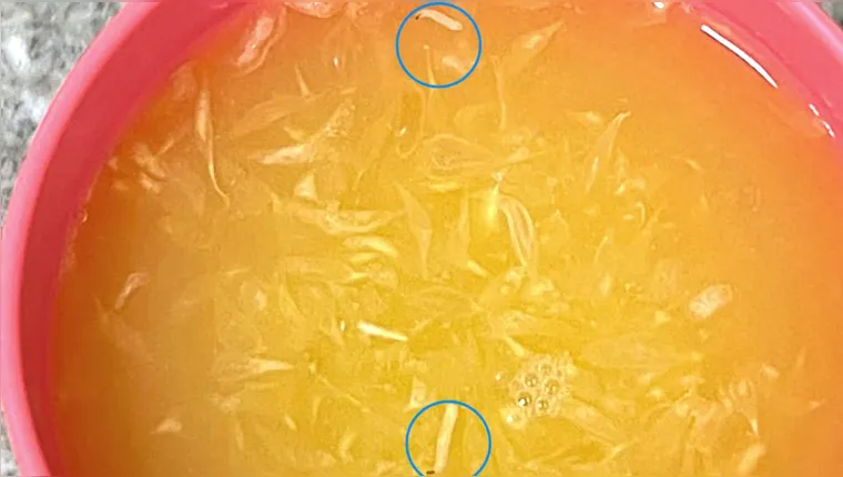 Imagem ilustrativa da notícia Cliente flagra larva em suco do supermercado Mais Barato