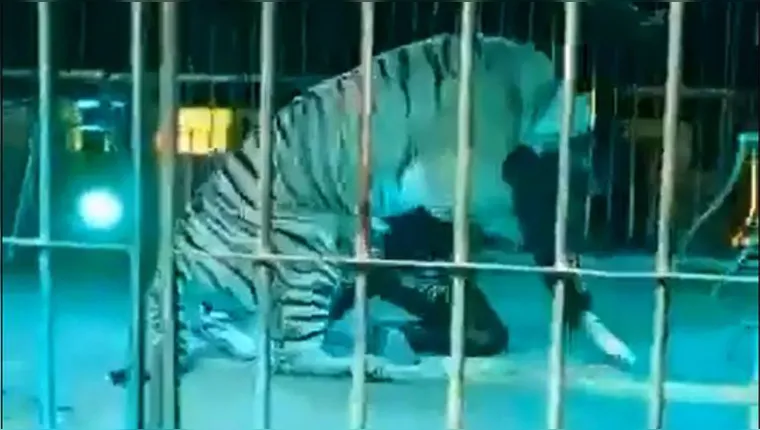 Imagem ilustrativa da notícia Domador é atacado por tigre durante apresentação na Itália
