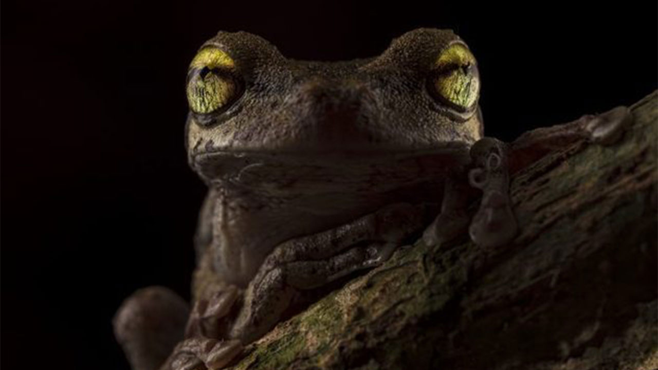 'Sapo com olhos esbugalhados' ganha prêmio de fotografia