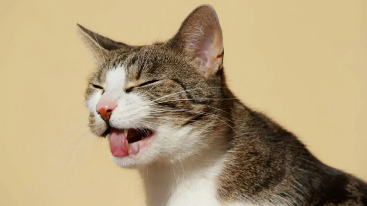 Imagem ilustrativa da notícia: Gato vomitando bolas de pelo indica problemas de saúde