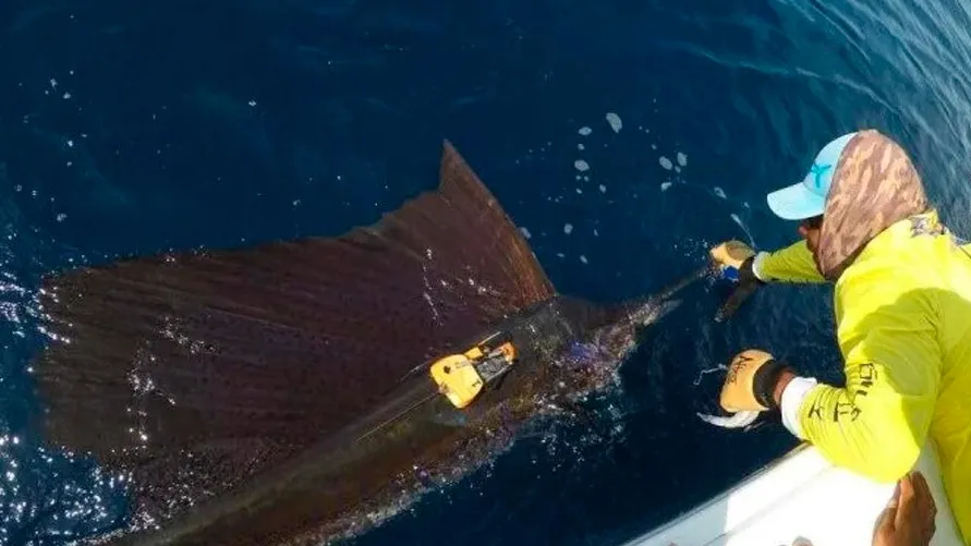 Pesquisadores conseguiram, pela primeira vez, fazer um registro desse animal marítimo caçando