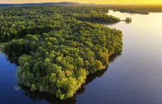 Floresta Amazônica sofre com índices recordes de desmatamento.