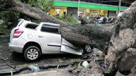 No último dia 19 de janeiro, uma árvore caiu em cima de um carro na avenida Alcindo Cacela, no bairro de Nazaré