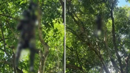 Corpo foi encontrado em uma árvore numa praça de Guarulhos, na Grande São Paulo