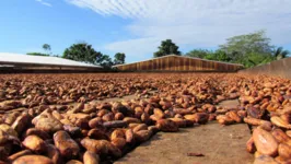 Fruto produzido na Fazenda Panorama, em Uruará, tem sido um dos fatores pelos quais a cadeia produtiva de cacau paraense tem se destacado nacionalmente
