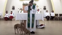 Padre ficou perplexo com atitude dos cães durante a missa; veja!