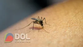 o Hospital Regional do Sudeste do Pará - Dr. Geraldo Veloso (HRSP), em Marabá, alerta que as chuvas e o calor, típicos desse período do ano na região amazônica, exigem cuidado redobrado da população para evitar a proliferação do mosquito Aedes Aegypti, transmissor da dengue e outras doenças