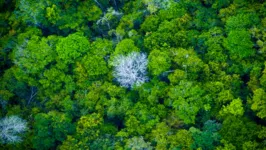 Operação Curupira garantiu a saída de municípios paraenses do ranking dos que mais desmatam áreas de floresta na Amazônia.