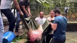 O bosque recebeu duas fêmeas com aproximadamente 60 quilos cada.