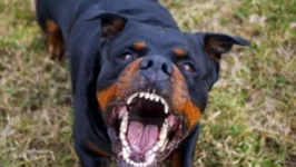 Cachorro da raça rottweiler.