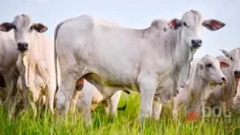 O resultado foi positivo para o animal entre sete e oito anos