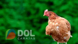 O homem teria pegado o animal após não receber o salário, no valor de R$ 300