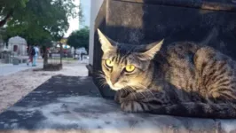 Imagem ilustrativa da notícia Gatos do Parque Cemitério Soledade viram xodó de visitantes