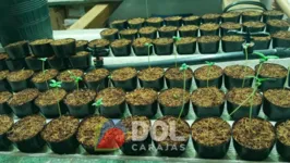 Homem mantinha o laoratório de produção da cannabis dentro de um cômodo