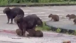 Mamãe capivara alimentando os filhotes no campus da UFPA.