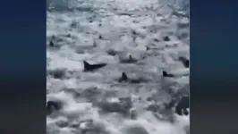 Tubarões disputando cardume de peixes