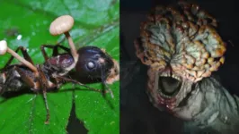 Um fato curioso sobre a série é que o fungo Cordyceps existe na vida real e age de maneira predatória sobre os insetos.