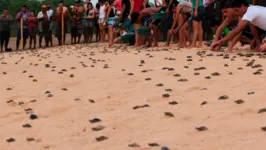 A soltura terá início às 8h, na Praia do Tucunaré e toda a sociedade é convidada a participar desse ato coletivo