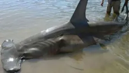 O tubarão-martelo faz parte da fauna do Ceará e não é uma espécie agressiva.