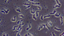 A ameba Naegleria fowleri, conhecida como 'comedora de cérebros