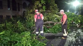 Bombeiros trabalham para retirar a árvore da pista