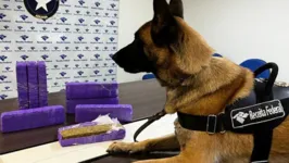 Supermaconha apreendida foi localizada em encomenda por cão de faro da Receita Federal