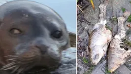 Esta foca só vai parar de comer quando todos os peixes de um lago acabarem