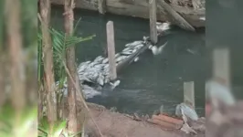 Surgimento de peixes mortos assustou moradores de condomínio em Ananindeua.