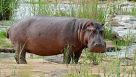 Animais serão levados para parques da Índia e México