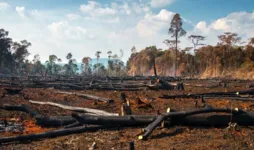 Mais de 10,5 mil km² do Cerrado brasileiro foi desmatado.