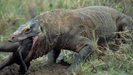 Imagem ilustrativa da notícia Voraz e implacável: dragão-de-komodo engole macaco inteiro