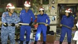 Cobra de 3 metros e 17 quilos foi resgatada dentro da casa de uma família.