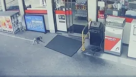 Uma coala fêmea, de 5,7 kg, decidiu passear pela loja do posto de combustível