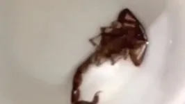 O escorpião foi capturado após o incidente