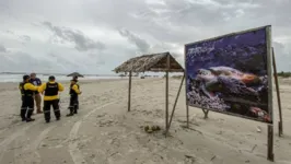 Agentes de segurança já estão protegendo a reprodução das tartarugas marinhas