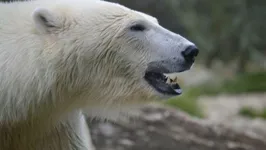 O último encontro fatal com ursos polares no Alasca foi em 1990.