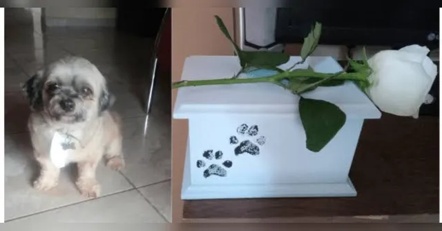 Imagem ilustrativa da notícia Mulher leva cão para tosa e recebe animal cremado